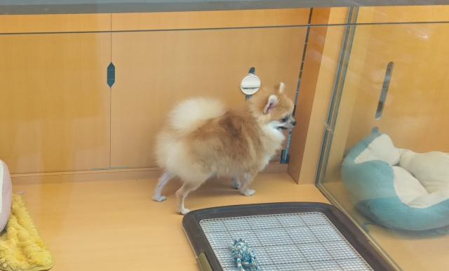 新潟県のポメラニアン (ペットアミ 六日町店/2025年1月8日生まれ/男の子/オレンジ)の子犬の4枚目の画像
