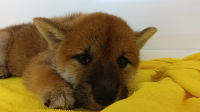 柴犬
