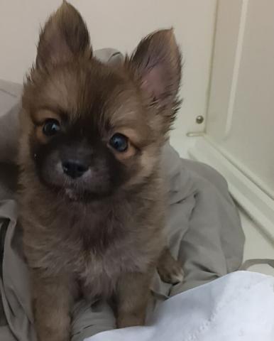 新潟県のハーフ犬・ミックス犬 (ペットアミ 六日町店/2025年6月28日生まれ/男の子/その他（ウルフセーブル風）)の子犬