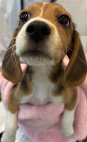 福島県のビーグル (ペットアミ 安達店/2025年4月26日生まれ/男の子/ブラックホワイトタン)の子犬
