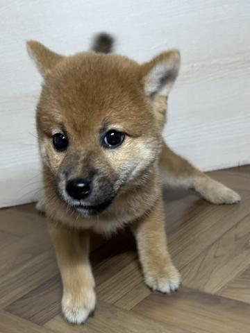 柴犬