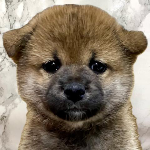 柴犬