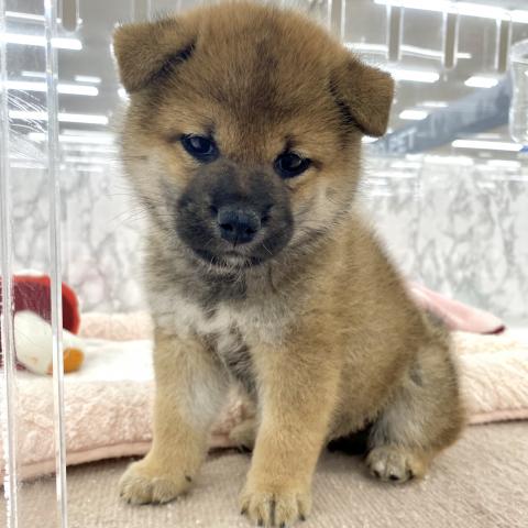 柴犬