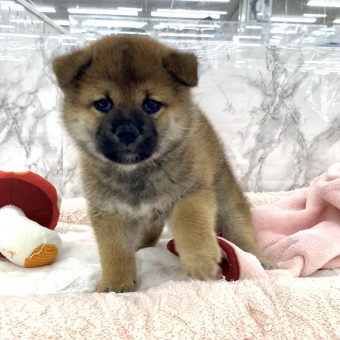 柴犬