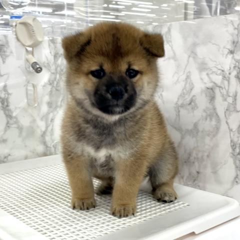 柴犬