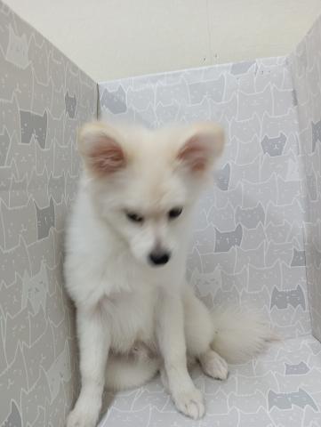 富山県のポメラニアン (ペットアミ宮野店/2025年3月1日生まれ/男の子/クリーム)の子犬の2枚目の画像