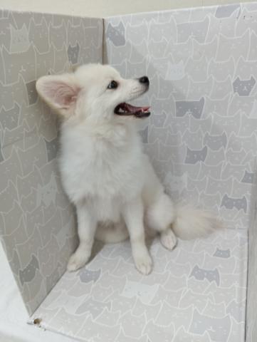 富山県のポメラニアン (ペットアミ宮野店/2025年3月1日生まれ/男の子/クリーム)の子犬の3枚目の画像