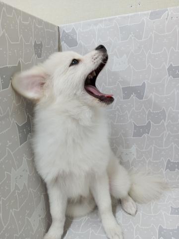 富山県のポメラニアン (ペットアミ宮野店/2025年3月1日生まれ/男の子/クリーム)の子犬の4枚目の画像