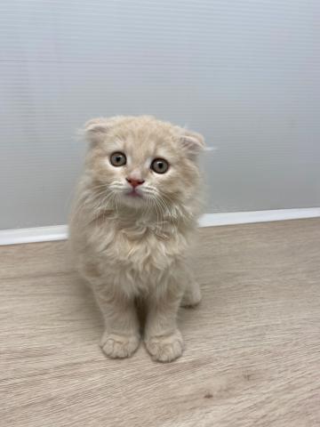 スコティッシュフォールド