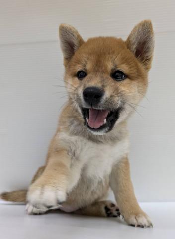 宮城県の柴犬(標準サイズ) (ペットアミ 佐沼店/2025年5月28日生まれ/女の子/赤)の子犬の2枚目の画像
