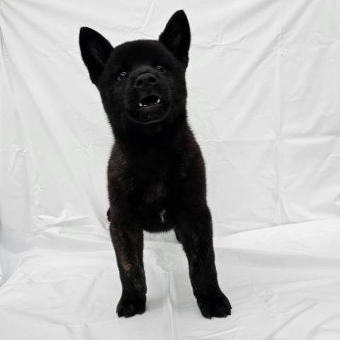 甲斐犬