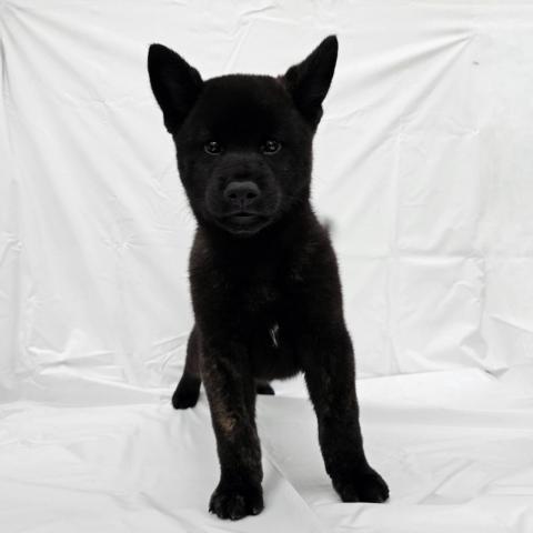 甲斐犬