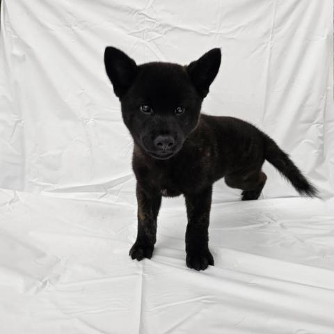 甲斐犬