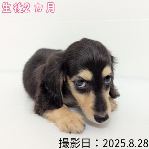 ミニチュアダックスフンド