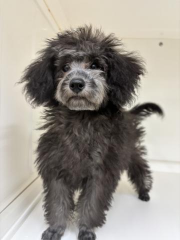 三重県のトイプードル(トイ) (ペットアミ 明和店/2025年5月10日生まれ/男の子/シルバー)の子犬