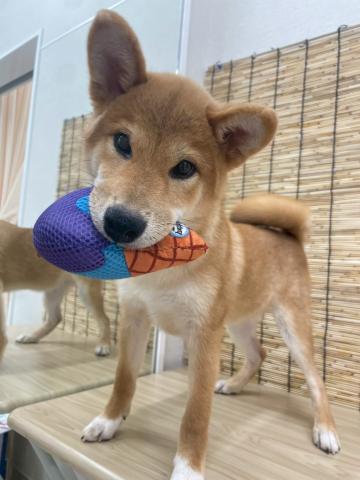 青森県の柴犬(標準サイズ) (ペットアミ 弘前店/2025年3月29日生まれ/男の子/赤)の子犬の1枚目の画像