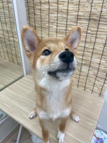 青森県の柴犬(標準サイズ) (ペットアミ 弘前店/2025年3月29日生まれ/男の子/赤)の子犬の2枚目の画像