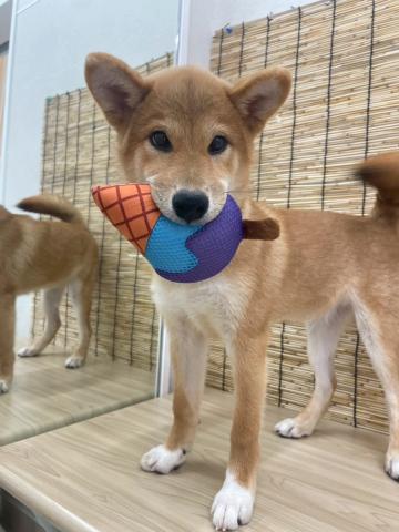 青森県の柴犬(標準サイズ) (ペットアミ 弘前店/2025年3月29日生まれ/男の子/赤)の子犬の3枚目の画像