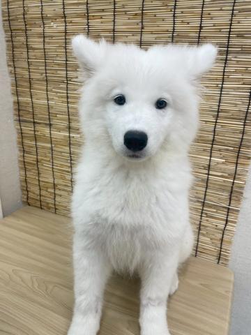 青森県のサモエド (ペットアミ 弘前店/2025年5月6日生まれ/男の子/ホワイト)の子犬の1枚目の画像