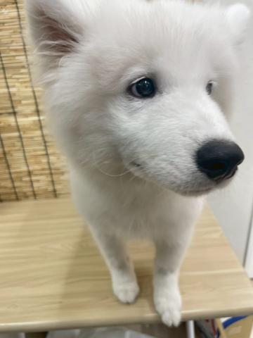 青森県のサモエド (ペットアミ 弘前店/2025年5月6日生まれ/男の子/ホワイト)の子犬の2枚目の画像