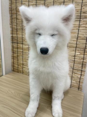青森県のサモエド (ペットアミ 弘前店/2025年5月6日生まれ/男の子/ホワイト)の子犬の3枚目の画像