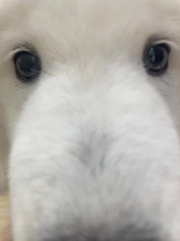 青森県のサモエド (ペットアミ 弘前店/2025年5月6日生まれ/男の子/ホワイト)の子犬の4枚目の画像
