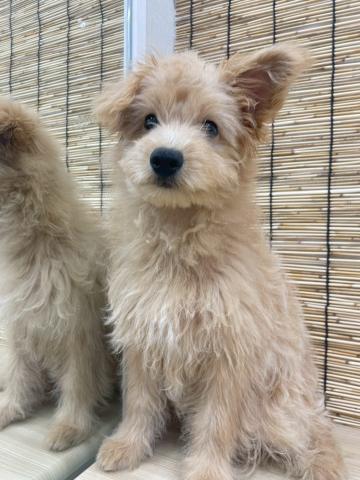 青森県のハーフ犬・ミックス犬 (ペットアミ 弘前店/2025年5月7日生まれ/女の子/アプリコット)の子犬の1枚目の画像