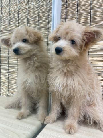青森県のハーフ犬・ミックス犬 (ペットアミ 弘前店/2025年5月7日生まれ/女の子/アプリコット)の子犬の2枚目の画像