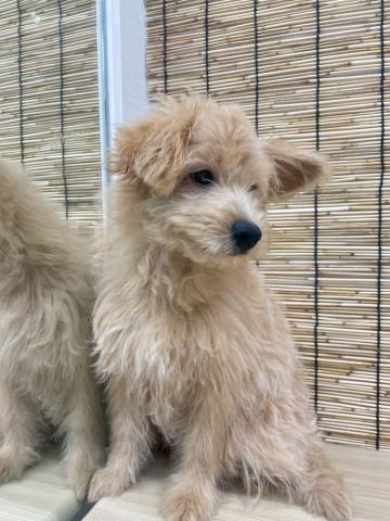 青森県のハーフ犬・ミックス犬 (ペットアミ 弘前店/2025年5月7日生まれ/女の子/アプリコット)の子犬の3枚目の画像