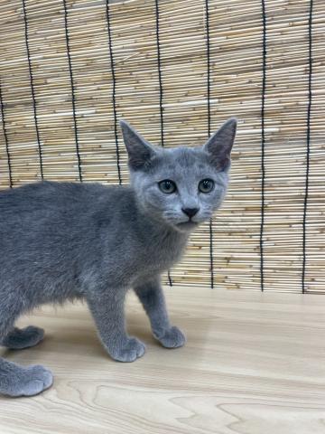 青森県のロシアンブルー (ペットアミ 弘前店/2025年5月24日生まれ/男の子/ブルー)の子猫の1枚目の画像