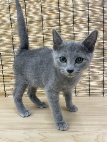青森県のロシアンブルー (ペットアミ 弘前店/2025年5月24日生まれ/男の子/ブルー)の子猫の2枚目の画像