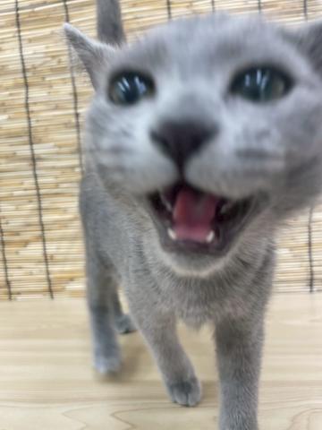 青森県のロシアンブルー (ペットアミ 弘前店/2025年5月24日生まれ/男の子/ブルー)の子猫の3枚目の画像