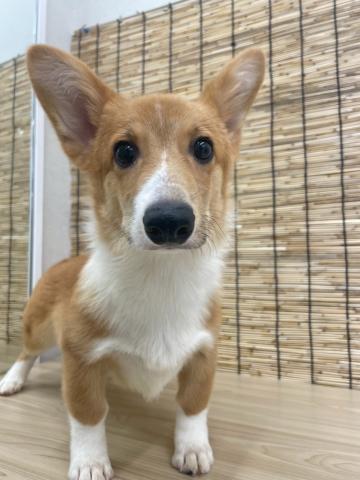 ウェルシュコーギーペンブローク
