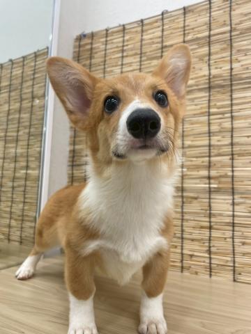 ウェルシュコーギーペンブローク