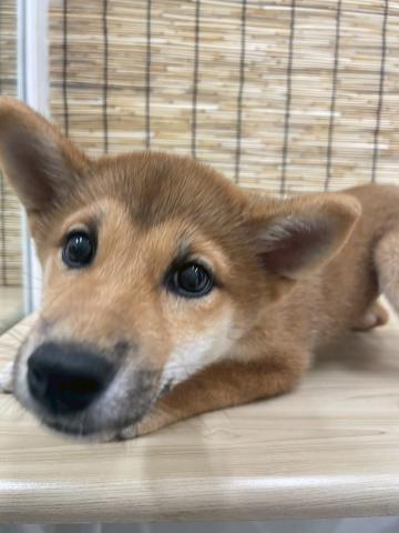柴犬