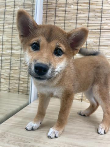 柴犬