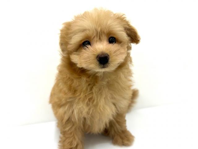 秋田県のポメプー(ポメラニアン×プードル) (ペットアミ 秋田卸町店/2025年6月16日生まれ/男の子/レッド)の子犬