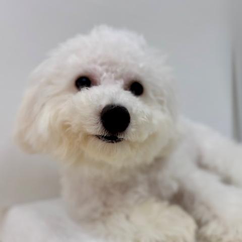 新潟県のビションフリーゼ (ペットアミ 加茂店/2025年2月1日生まれ/男の子/ホワイト)の子犬の1枚目の画像