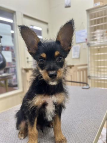 新潟県のハーフ犬・ミックス犬 (ペットアミ 小千谷店/2025年6月8日生まれ/男の子/その他色)の子犬の2枚目の画像