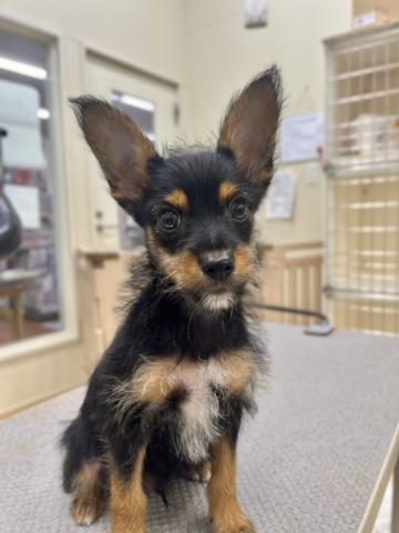 新潟県のハーフ犬・ミックス犬 (ペットアミ 小千谷店/2025年6月8日生まれ/男の子/その他色)の子犬の3枚目の画像