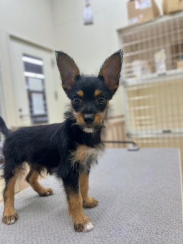 新潟県のハーフ犬・ミックス犬 (ペットアミ 小千谷店/2025年6月8日生まれ/男の子/その他色)の子犬の4枚目の画像