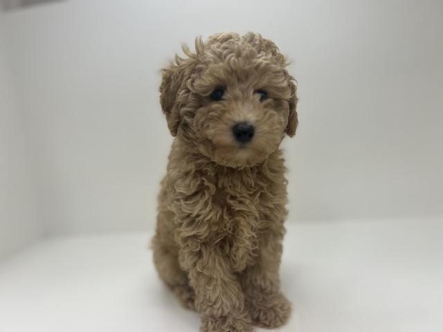 奈良県のトイプードル(トイ) (ペットアミ 田原本店/2025年3月29日生まれ/女の子/レッド)の子犬
