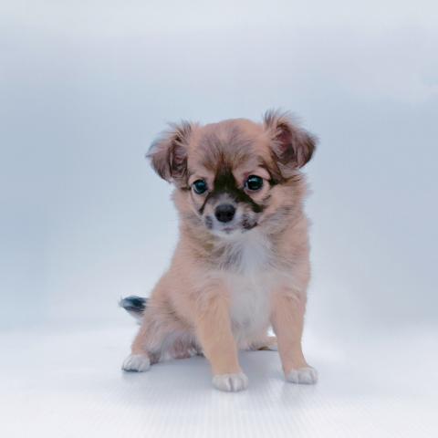 新潟県のチワワ(ロング) (ペットアミ 新津店/2025年3月11日生まれ/男の子/フォーンホワイト)の子犬の2枚目の画像