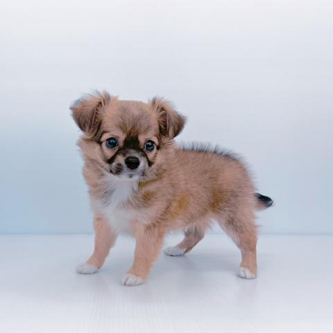 新潟県のチワワ(ロング) (ペットアミ 新津店/2025年3月11日生まれ/男の子/フォーンホワイト)の子犬の3枚目の画像