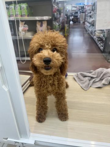 新潟県のトイプードル(トイ) (ペットアミ 小千谷店/2025年4月19日生まれ/女の子/レッド)の子犬の3枚目の画像