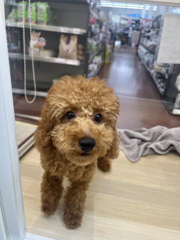 新潟県のトイプードル(トイ) (ペットアミ 小千谷店/2025年4月19日生まれ/女の子/レッド)の子犬の4枚目の画像