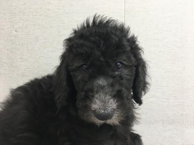 群馬県のスタンダードプードル (ペットアミ 前橋店/2025年6月28日生まれ/男の子/シルバー)の子犬