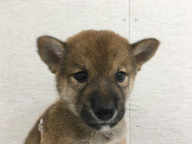 群馬県の柴犬(標準サイズ) (ペットアミ 前橋店/2025年9月10日生まれ/男の子/赤)の子犬