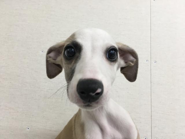 群馬県のウィペット (ペットアミ 前橋店/2025年6月26日生まれ/男の子/フォーンホワイト)の子犬
