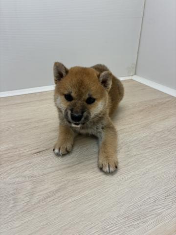 柴犬